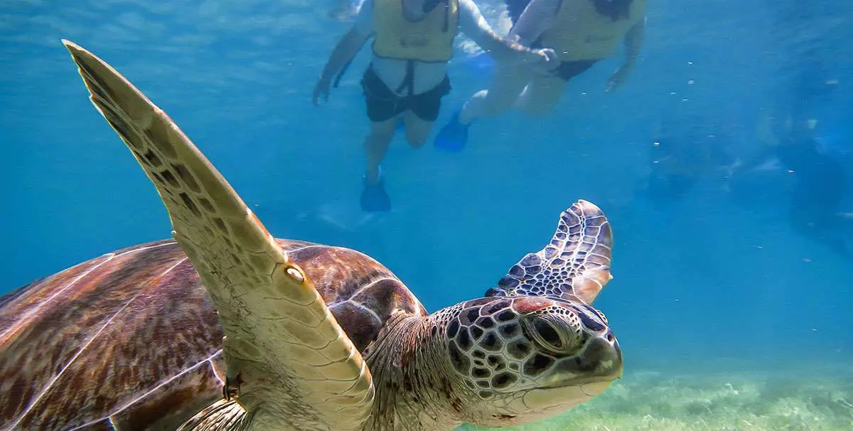 Tour Privado de Snorkel con Tortugas Marinas en la Bahía de Akumal y Cenote