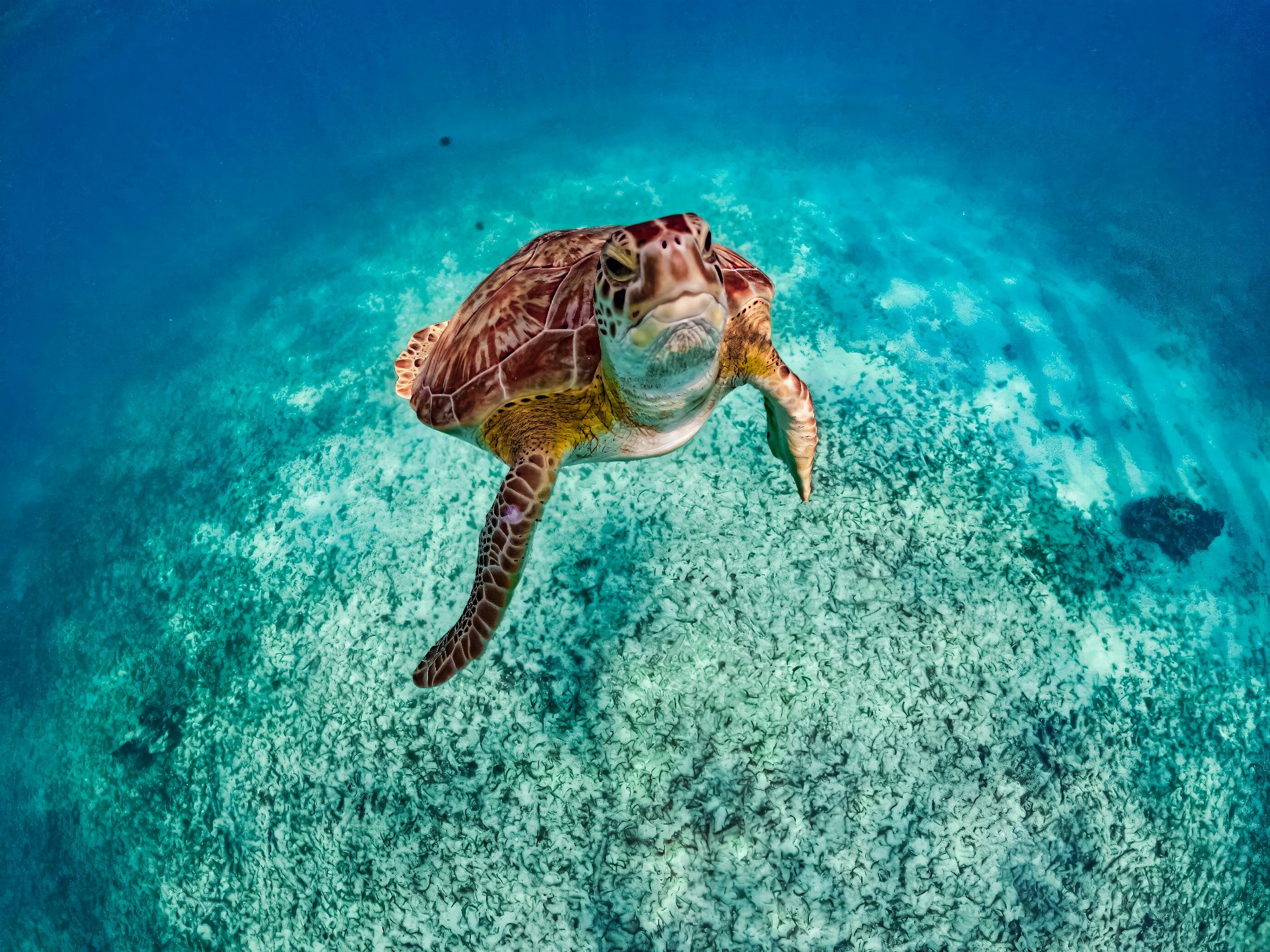 Snorkel privado con tortugas y selva con tirolesa, rappel y esnórquel en cenotes